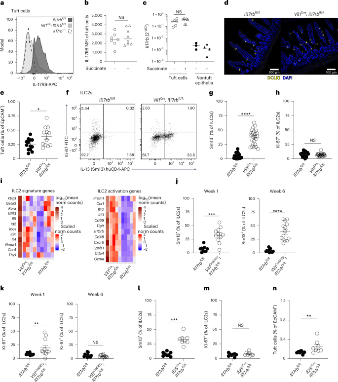 Fig. 4: Tuft cell IL-17RB restrains homeostatic circuit activation.