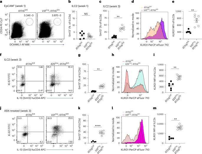 Fig. 5: Tuft cell-intrinsic IL-17RB controls microbiota-independent ILC2 activation in young mice.