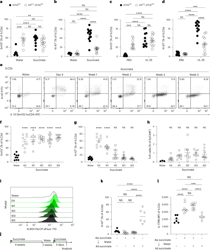 Fig. 7: Prolonged activation by IL-25 induces a hypoproliferative state in ILC2s.