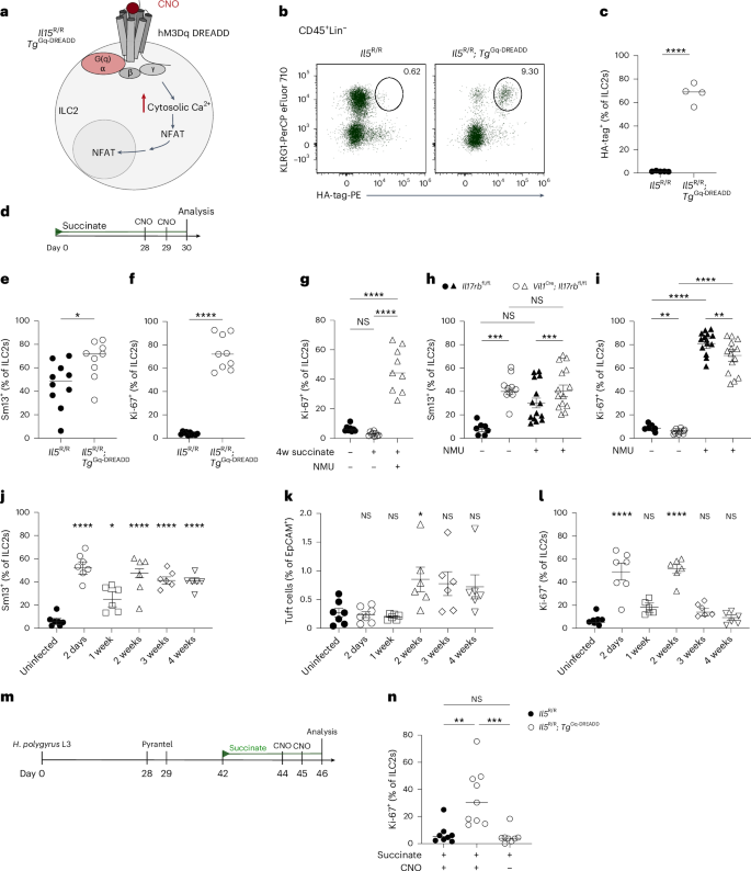 Fig. 8: Stimulation of a nonredundant signaling pathway restores proliferative capacity in ILC2s.