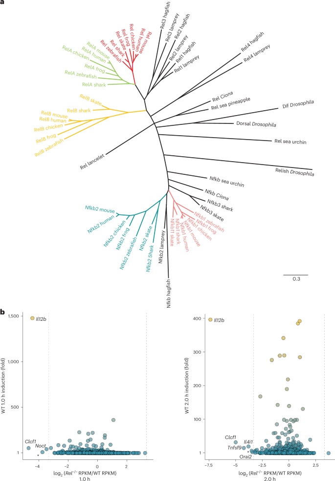 Fig. 1: NF-κB phylogenetic analysis and highly selective Rel requirement.