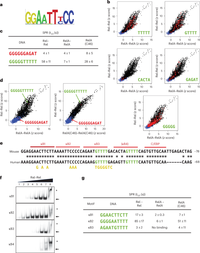 Fig. 2: PBM, SPR and EMSA evidence of NF-κB binding to a novel DNA motif.