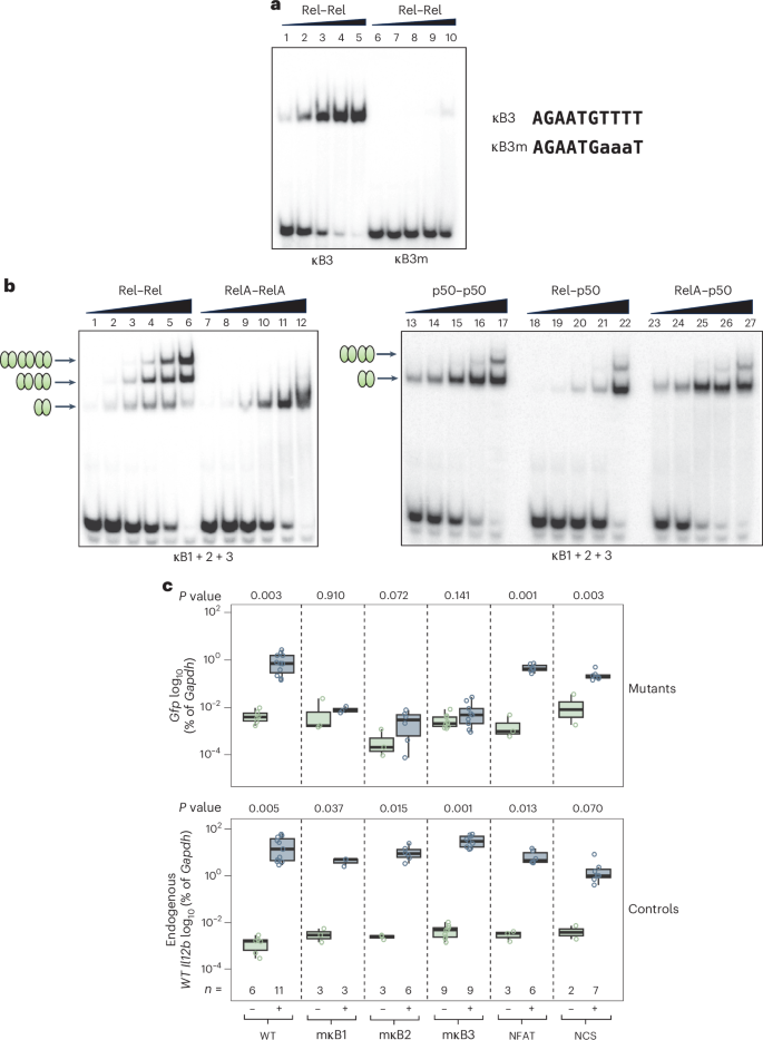 Fig. 3: Simultaneous Rel homodimer-specific binding to the tandem Il12b promoter motifs and functional roles of the motifs.
