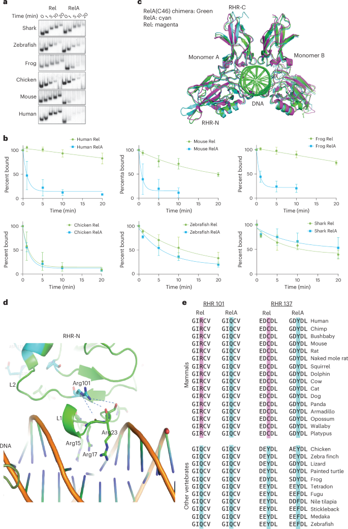 Fig. 6: Late evolution of and structural analysis of Rel–RelA DNA-binding differences.