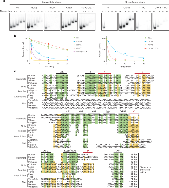 Fig. 7: Contributions of Arg101 and Cys137 to the Rel–RelA affinity difference and Il12b promoter evolution.