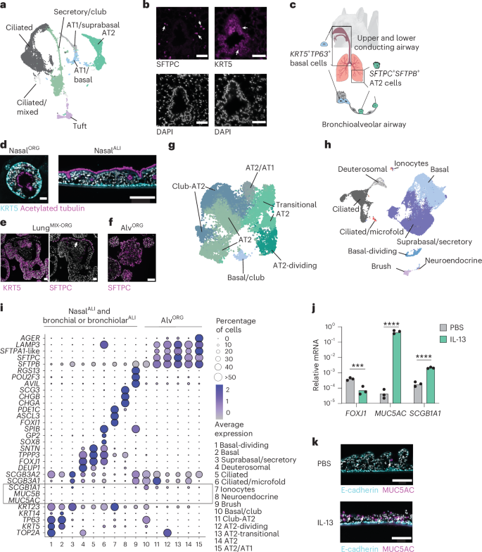 Fig. 1: R. aegyptiacus nasal, bronchial and alveolar airway organoids contain diverse cell types.