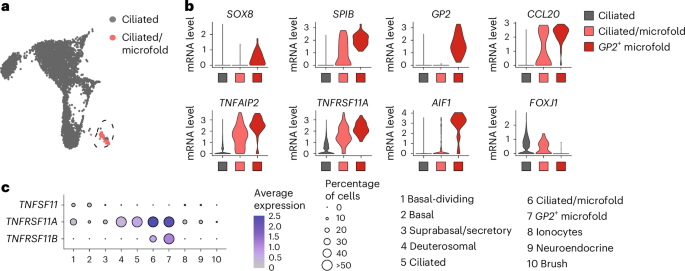 Fig. 2: Microfold cells endogenously arise in bat bronchial organoid-derived ALI cultures.