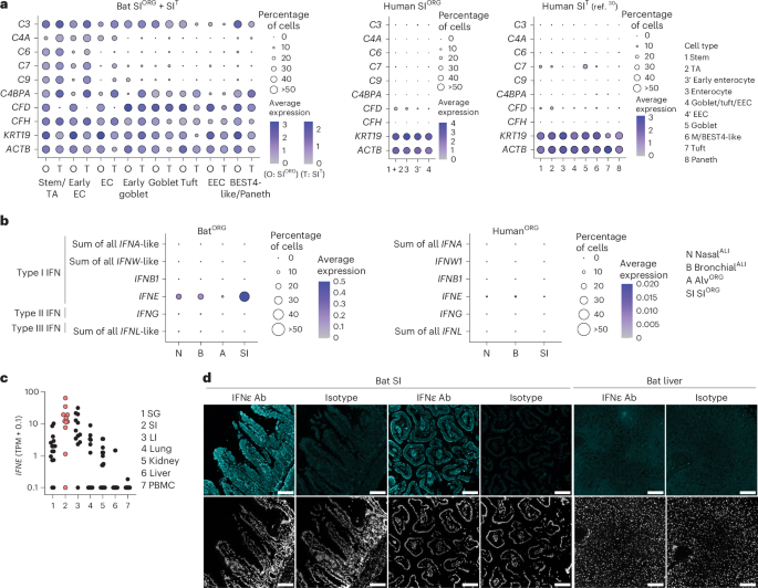 Fig. 4: Bat organoids show heightened expression of innate immune genes, including complement system genes, IFNε and ISGs in comparison to human organoids.