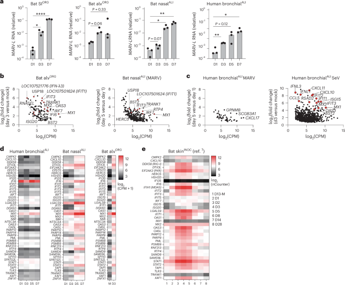 Fig. 5: MARV infection in bat organoids triggers an IFN response.