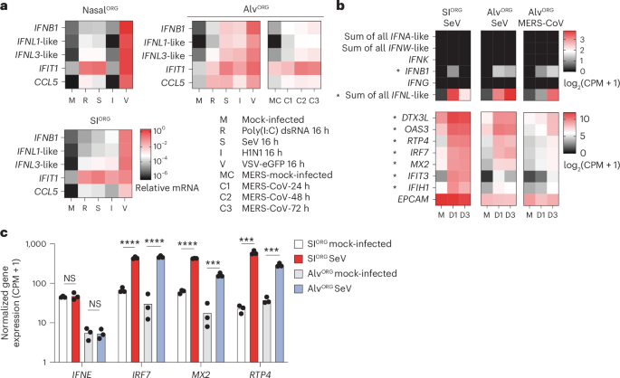 Fig. 6: Type III IFNs are predominantly induced in bat organoids upon zoonotic virus infection.