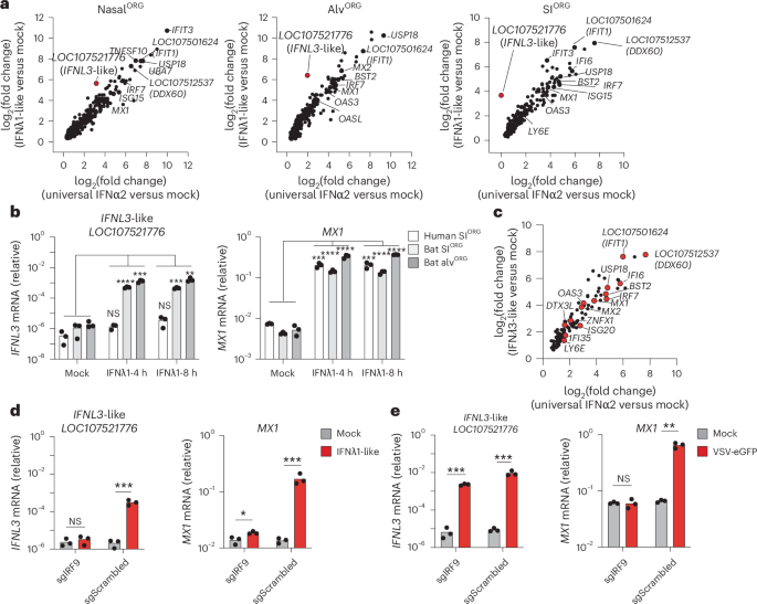 Fig. 7: Bat type III IFNλ drive self-amplified antiviral responses in bat organoids.