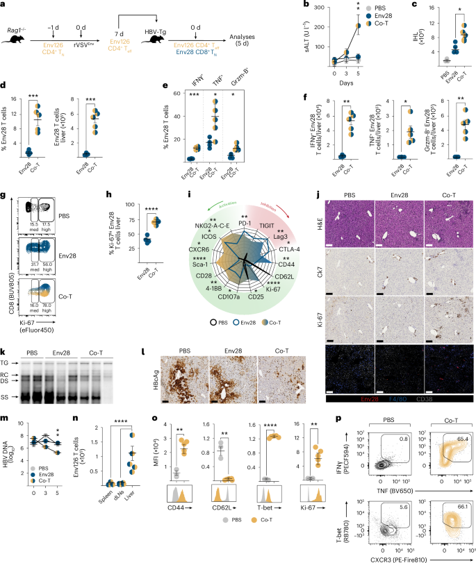 Fig. 2: CD4+ Teff cells limit CD8+ T cell dysfunction induced by hepatocellular priming.