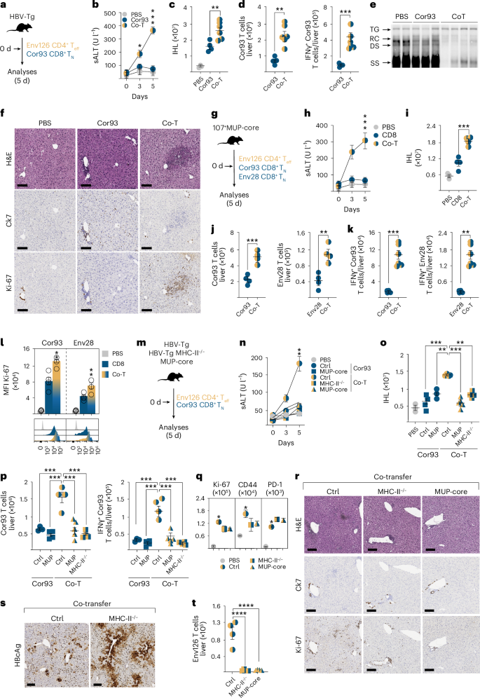 Fig. 3: CD4+ T cell help relies on direct antigen recognition but does not require epitope linkage.