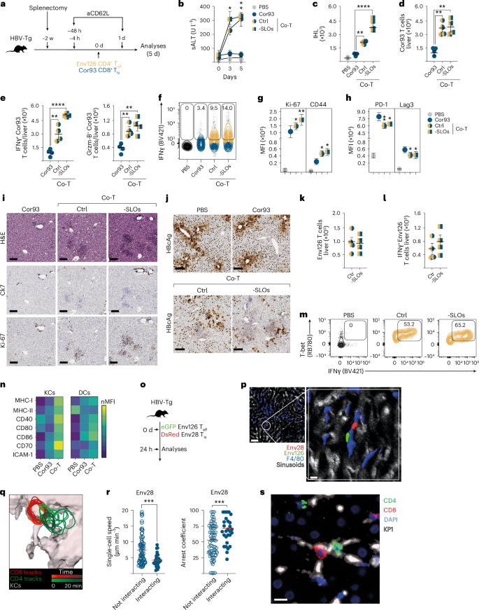 Fig. 4: CD4+ T cells help CD8+ T cell function by licensing APCs in the liver.