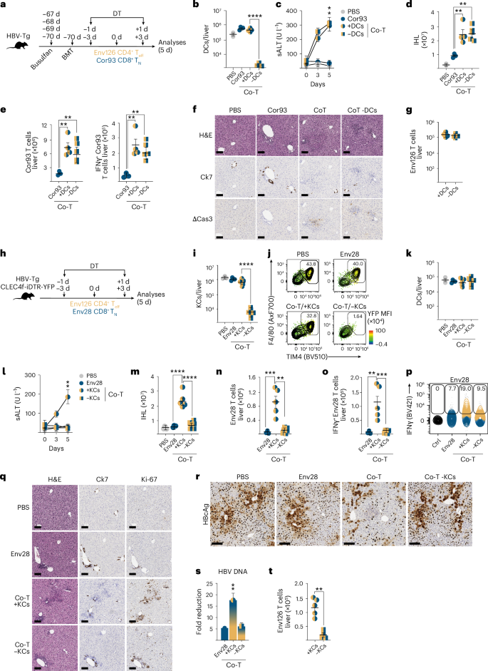 Fig. 5: KCs function as a cellular platform for CD4+–CD8+ T cell cooperation in the liver.