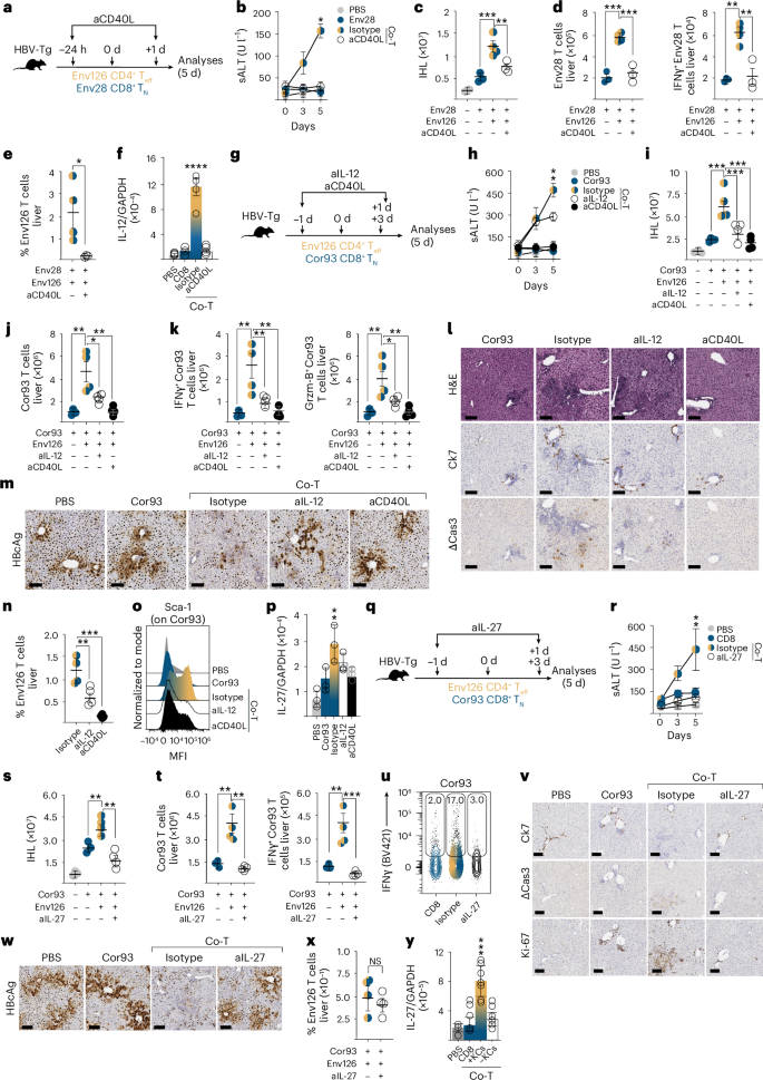 Fig. 6: CD4+ T cells license KCs via CD40L to produce IL-12 and IL-27.