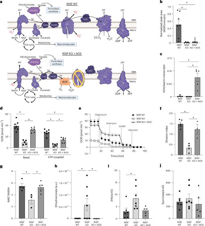 Fig. 1: AOX expression in the absence of mitochondrial complex III function restores mitochondrial respiration and in vitro T cell proliferation.