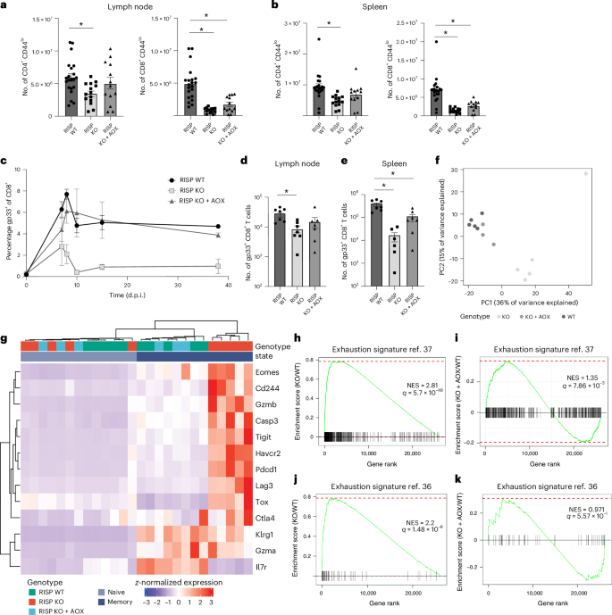 Fig. 2: Mitochondrial respiration is required for CD8+ T cell proliferation in vivo.
