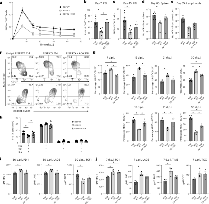 Fig. 3: Mitochondrial respiration is required for CD8+ T cell memory differentiation in vivo.