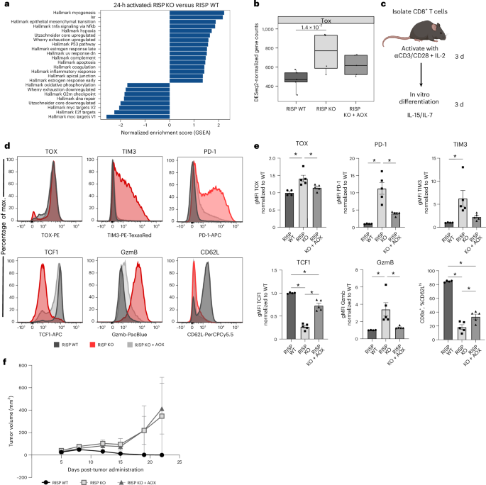 Fig. 4: Mitochondrial complex III-deficient CD8+ T cells adopt exhaustion-like fate in the absence of chronic antigen stimulation.