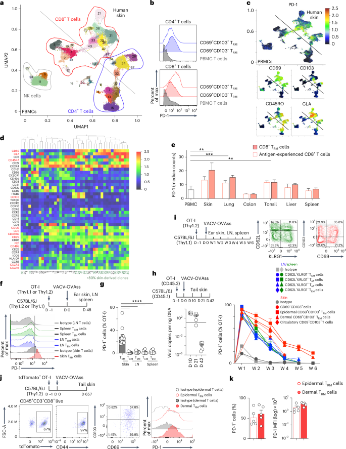 Fig. 1: PD-1 is retained on mouse and human CD8+ TRM cells in the absence of persistent antigen.