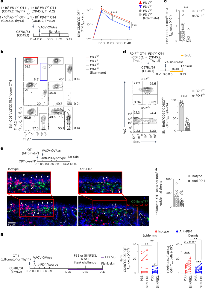Fig. 2: PD-1 is required for epidermal and dermal TRM cell formation and specifies TRM cell fate.
