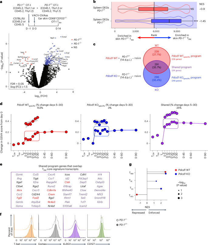 Fig. 3: PD-1-dependent programming is skin specific and highly enforced during skin TRM cell formation.