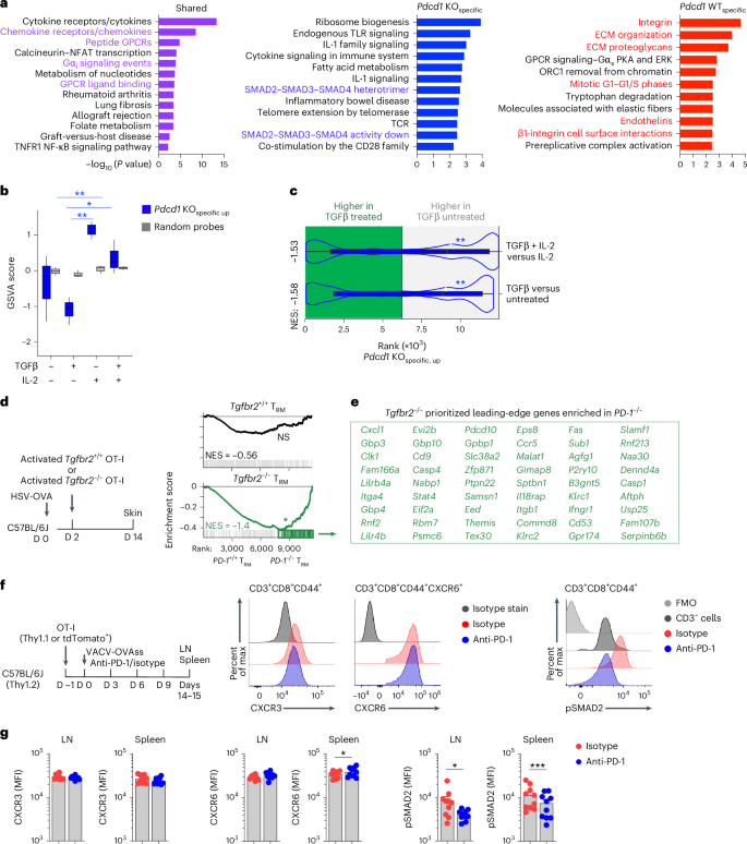 Fig. 4: Pdcd1-KO-specific loss of TGFβ pathway programs.