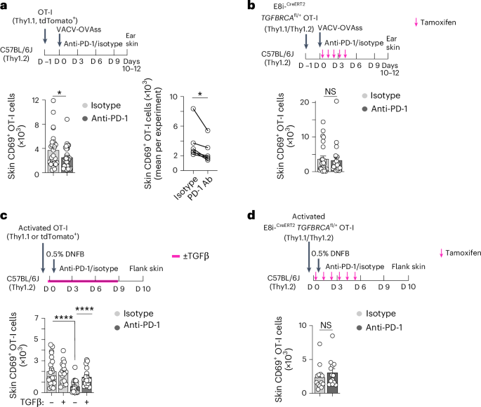 Fig. 5: Constitutive TGFβR signaling rescues the anti-PD-1-dependent inhibition of TRM cell formation and engraftment in a cell-autonomous manner.