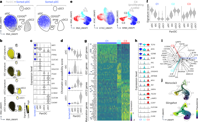 Fig. 1: Conversion of pDCs into icDC2s on activation.