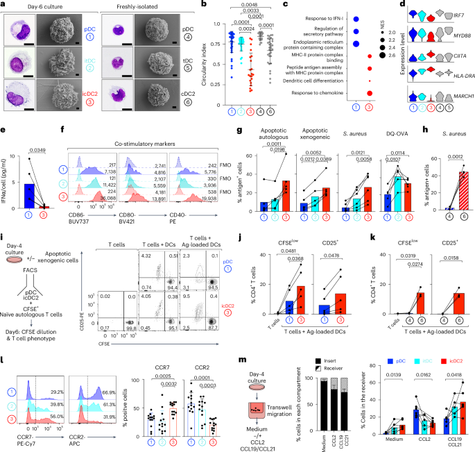 Fig. 3: Conversion of pDCs into functional cDCs.