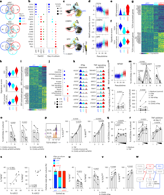 Fig. 4: Fate switching of pDCs is triggered by TNF and blocked by IFN-I.