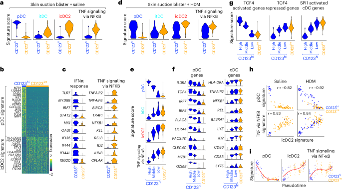 Fig. 5: Fate switching of pDCs occurs during wounding.