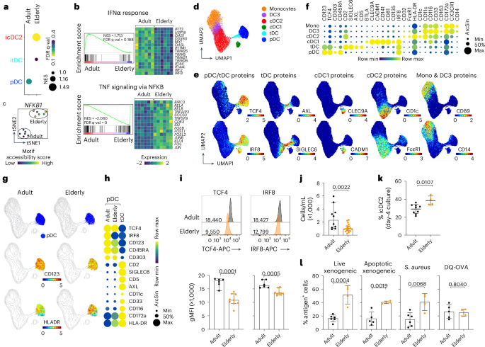 Fig. 6: Loss of pDC identity during aging.