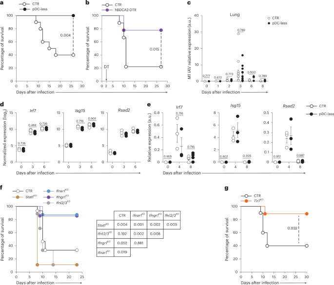 Fig. 3: Both pDCs and the response to IFN-I are detrimental during IAV infection.