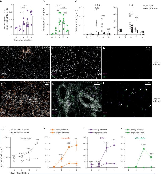 Fig. 4: During IAV infection, lung pDCs increase and produce IFN-I.