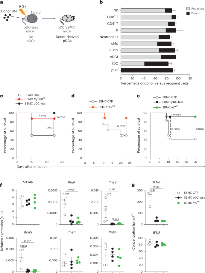 Fig. 5: IFN-I produced by pDCs during IAV infection are deleterious.