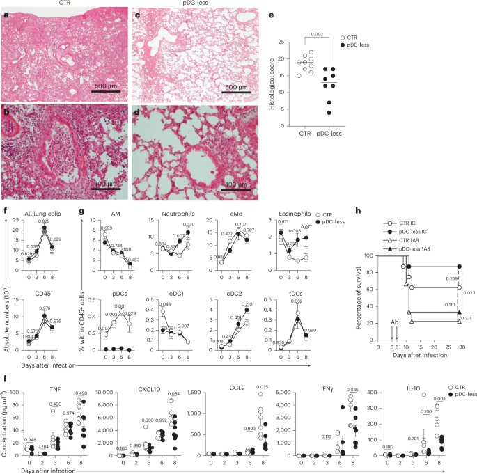Fig. 6: IAV-induced lung inflammation and cytokine production are reduced in pDC-less mice.