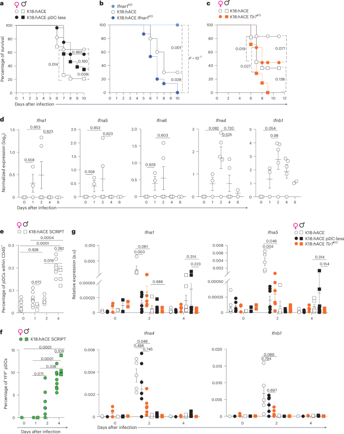 Fig. 8: pDCs are not required for the resistance to SARS-CoV-2 infection and can be detrimental.