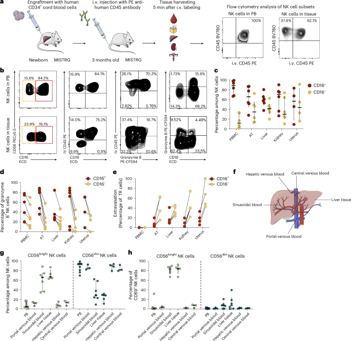 Fig. 2: CD56bright NK cells can access the tissue parenchyma in steady-state conditions.