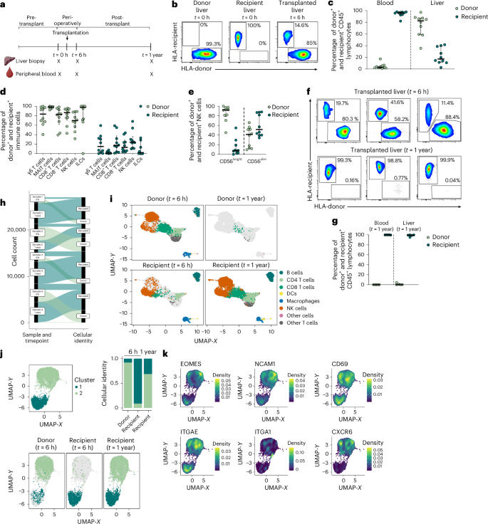 Fig. 3: Infiltrating NK cells replace existing TR cells over time.