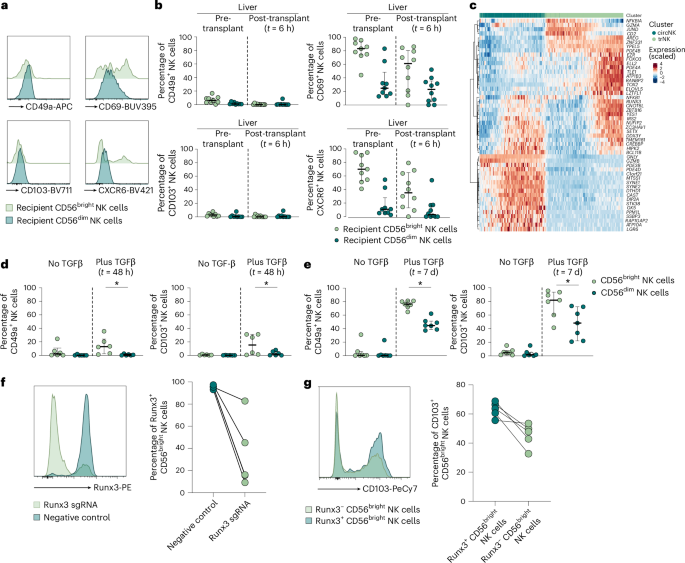 Fig. 4: Runx3 partly drives establishment of NK TR phenotype.