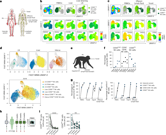 Fig. 5: LN-derived NK cells have two distinct phenotypes indicative of different origins.