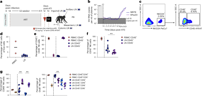 Fig. 6: Cytotoxic NK cells enter the LNs on infection.
