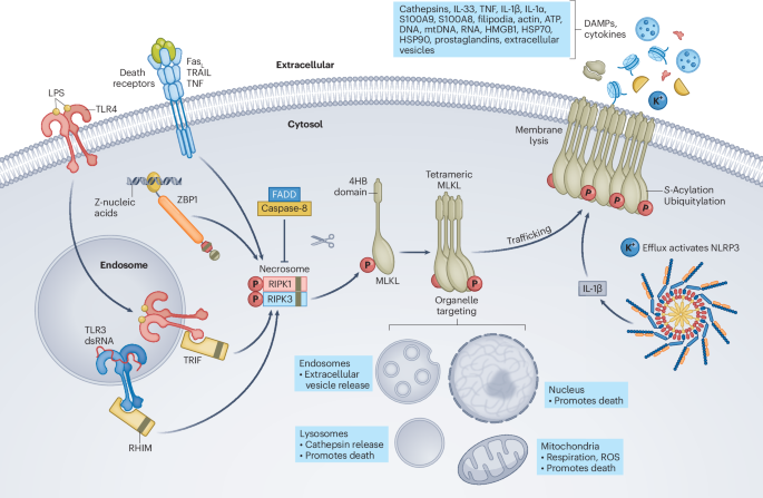 Necroptotic cell death consequences and disease relevance | Nature ...