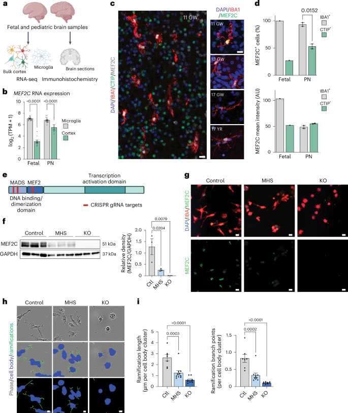 Fig. 1: MEF2C is expressed by microglia throughout development, and loss of MEF2C leads to phenotypic changes.