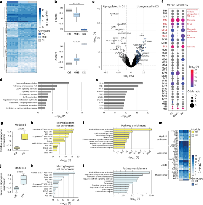 Fig. 2: Loss of MEF2C results in transcriptional changes in inflammatory, developmental and neurodegenerative pathways.