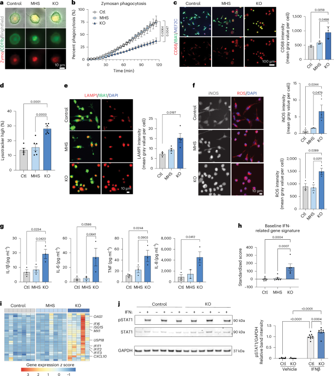 Fig. 3: Functional analysis of MEF2C iMGs reveals deficits with loss of MEF2C.