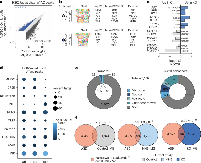 Fig. 5: Loss of MEF2C remodels the active enhancer landscape.