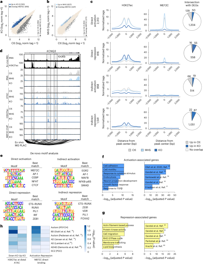 Fig. 6: MEF2C acts primarily as an activator in microglia, but repression is more MEF2C dose dependent.